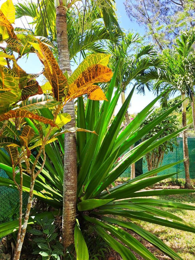 Yuka Lodge - Bungalow Prive Avec Jardin En Pleine Nature Sainte-Anne  Esterno foto